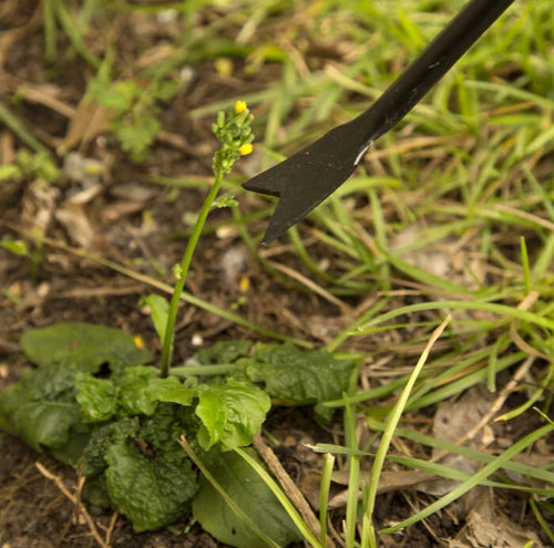 Ames Forged Dandelion Weeder